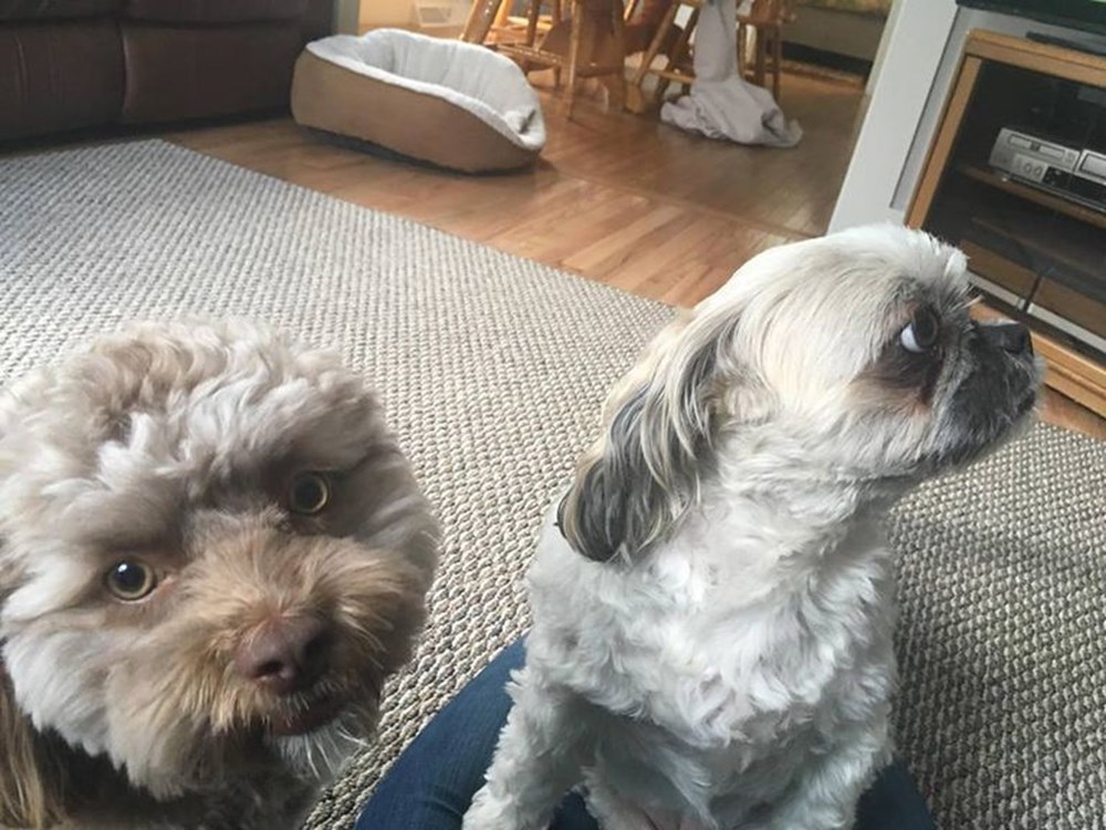 yeni fenomeni İnsan yüzlü köpek &quot;Yogi&quot; Magazin Haberleri