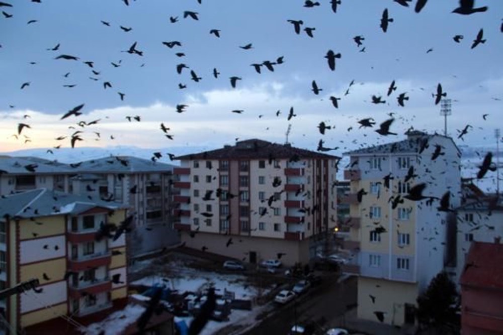 Ardahan'da istilacı kargalar: Bu sefer gece ortaya çıktılar - 11