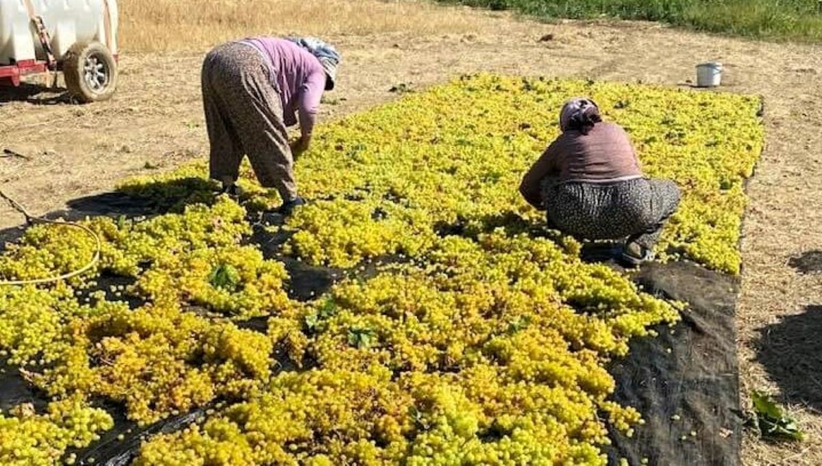 Ünü ülke sınırlarını aştı! Kurutma çalışmaları başladı