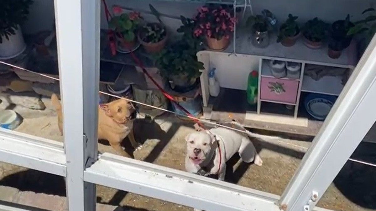 pitbull saldirisinda agir yaralandi ntv