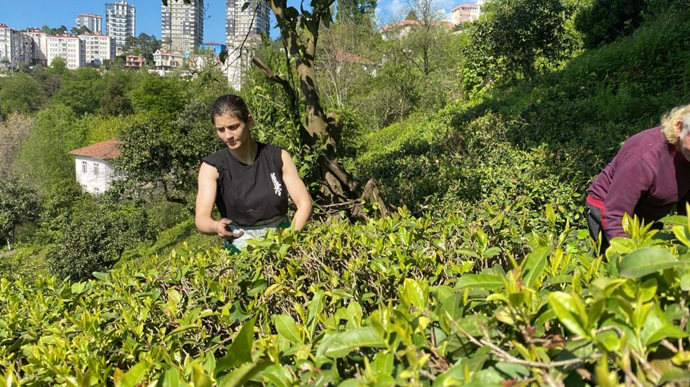 Çay bahçesinden Dünya Şampiyonası'na: Artvinli Nisa Gül'ün maksadı Japonya 70