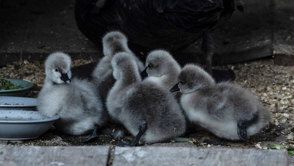 Kuğulu Park'a beş yeni minik misafir