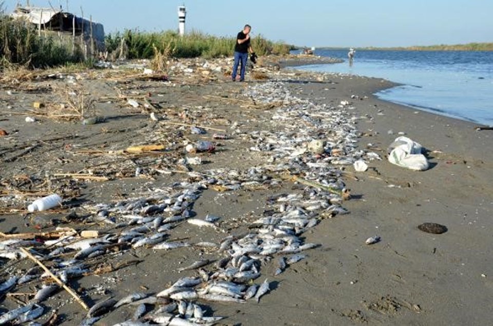 Mersin'de binlerce balık sahile vurdu - 2