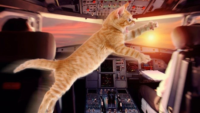 Kedi u�u� esnas�nda pilota sald�rd�