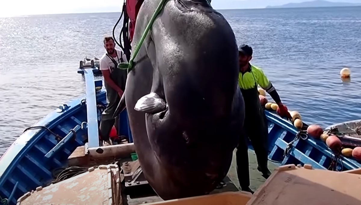 İspanya’da dev güneş balığı yakalandı: Boyu 3,2 metre, yaklaşık 2 ton ağırlığında