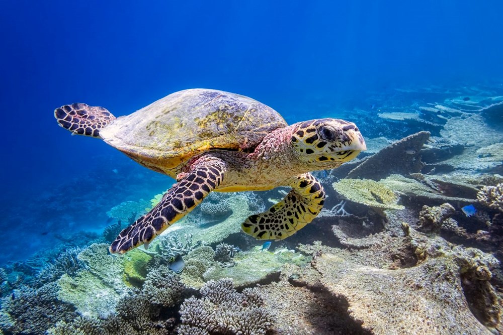 Japonya'da boyunlarından bıçaklanan 30 deniz kaplumbağası bulundu - 2