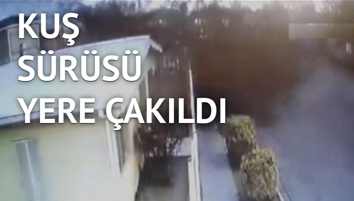 Onlarca kuş telef oldu