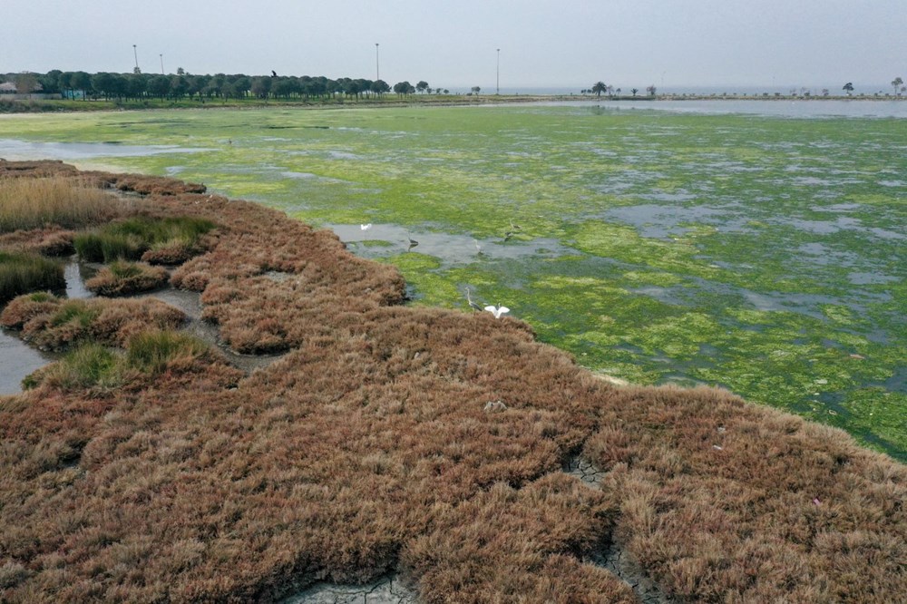 Deniz yosunu, İzmir Körfezi'nde yeniden yayılıyor - 13