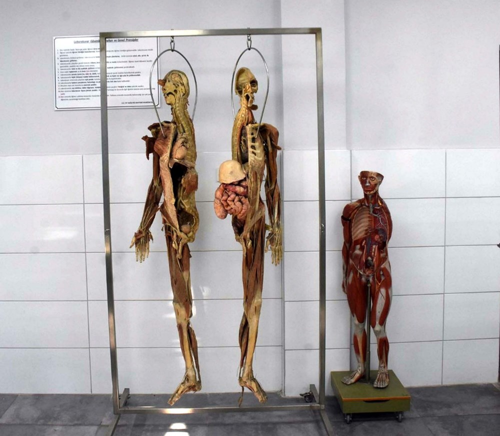 Tıp fakültesinde kadavra krizi: Türkiye’de bulunamıyor,
ithal edecekler - 2