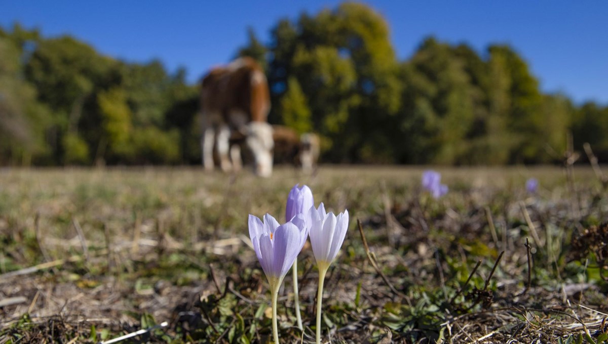 Kışın habercisi: El değmemiş doğada çiçek açtı