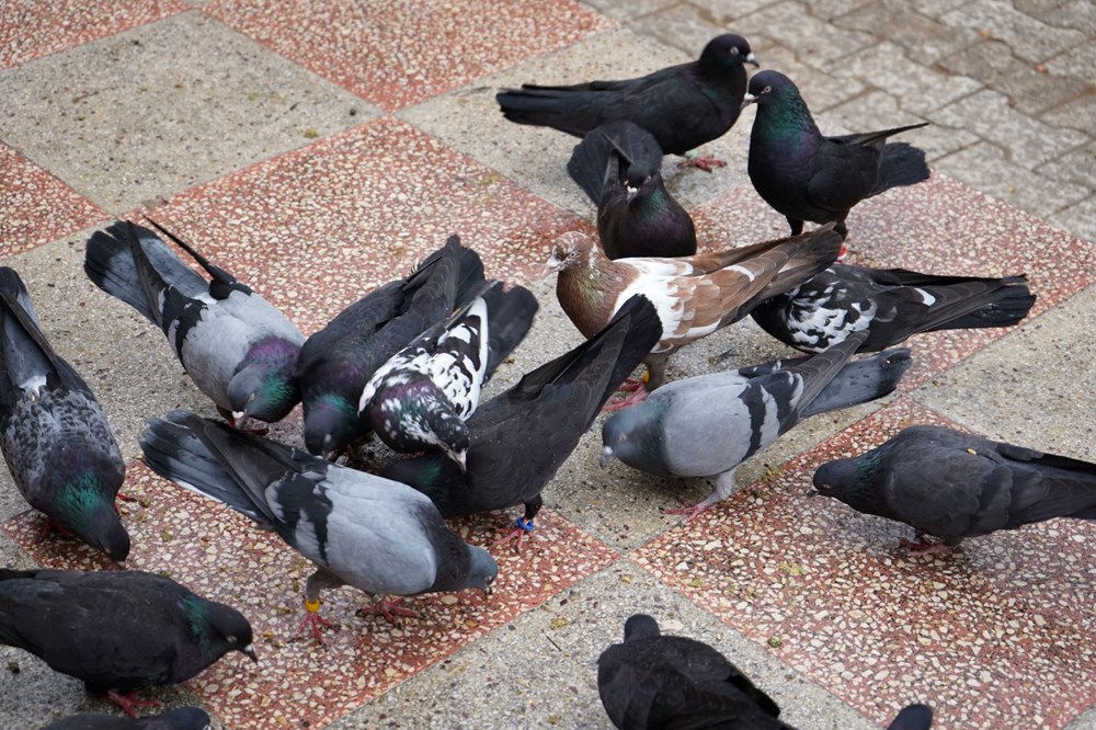 42 yıllık hobisi, profesyonel tesise dönüştü: Vilayet dışından da ağır talep var 71 32JP7lmZ00G2O X74GOeAQ