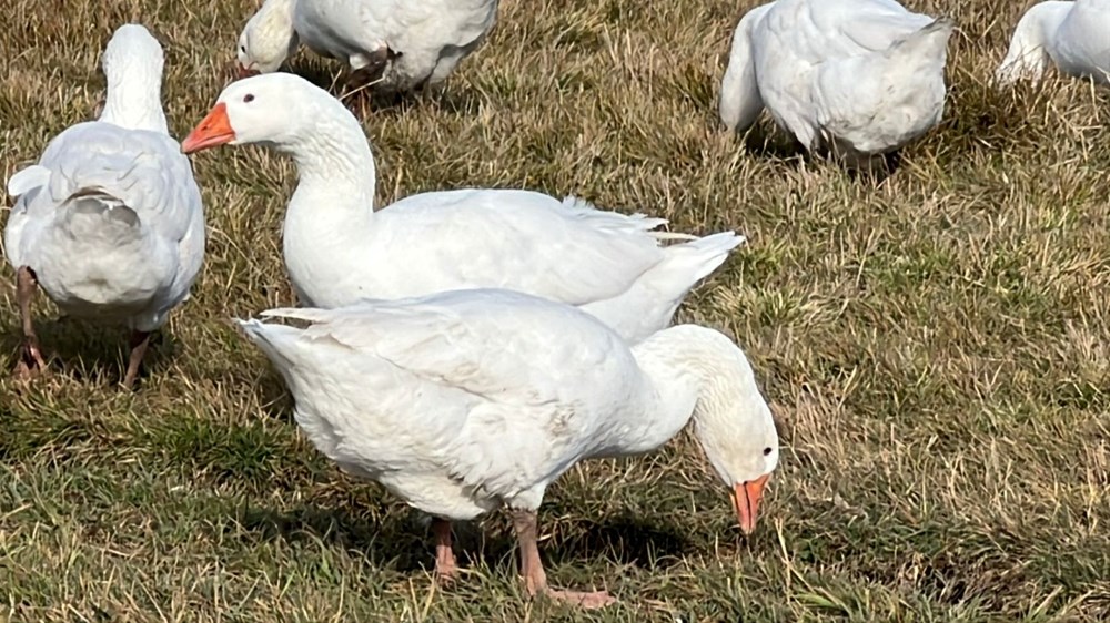 Kars sofralarının vazgeçilmezi: Fiyatı 5 bin liradan başlıyor - 1