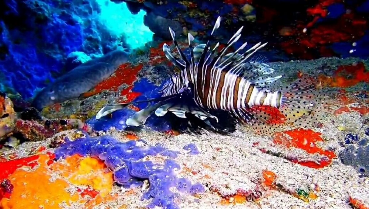 Anavatanı Hint Okyanusu, Ayvalık'ta görüntülendi