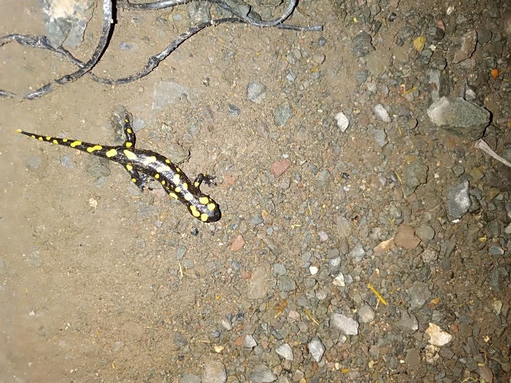 358acLEXZkq08Oo48Qr2EA