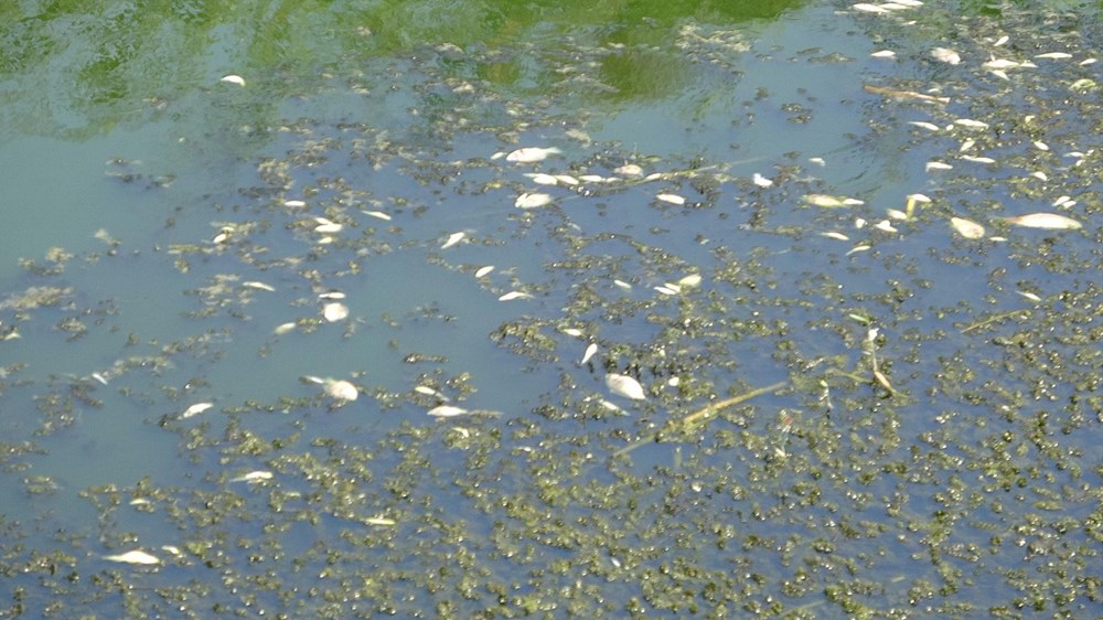 Menderes Nehri'nde binlerce ölü balık - 7