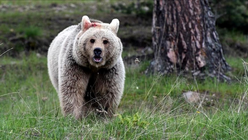 Hakkari'de ayı saldırısı: Bir genç yaralandı