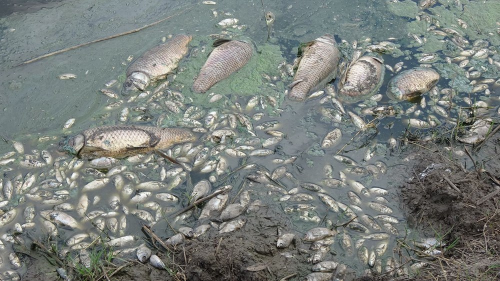 Gölette binlerce balık öldü: Kirleten işletmeye 96 bin lira ceza kesildi - 3