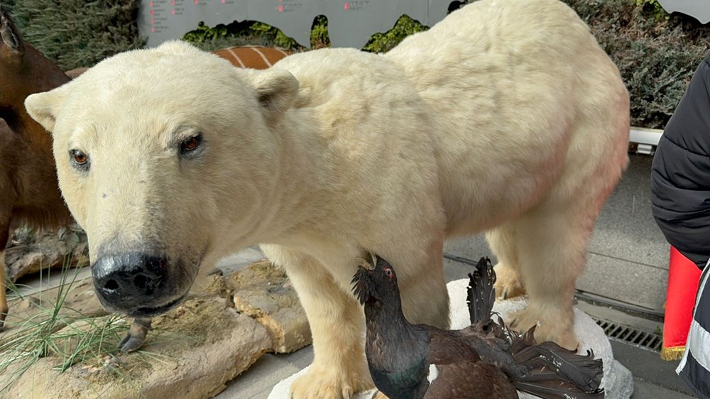 İstanbul’da dondurulmuş hayvan müzesine operasyon: Timsah,
aslan, çita, bizon tahnitlerine el konuldu - 2