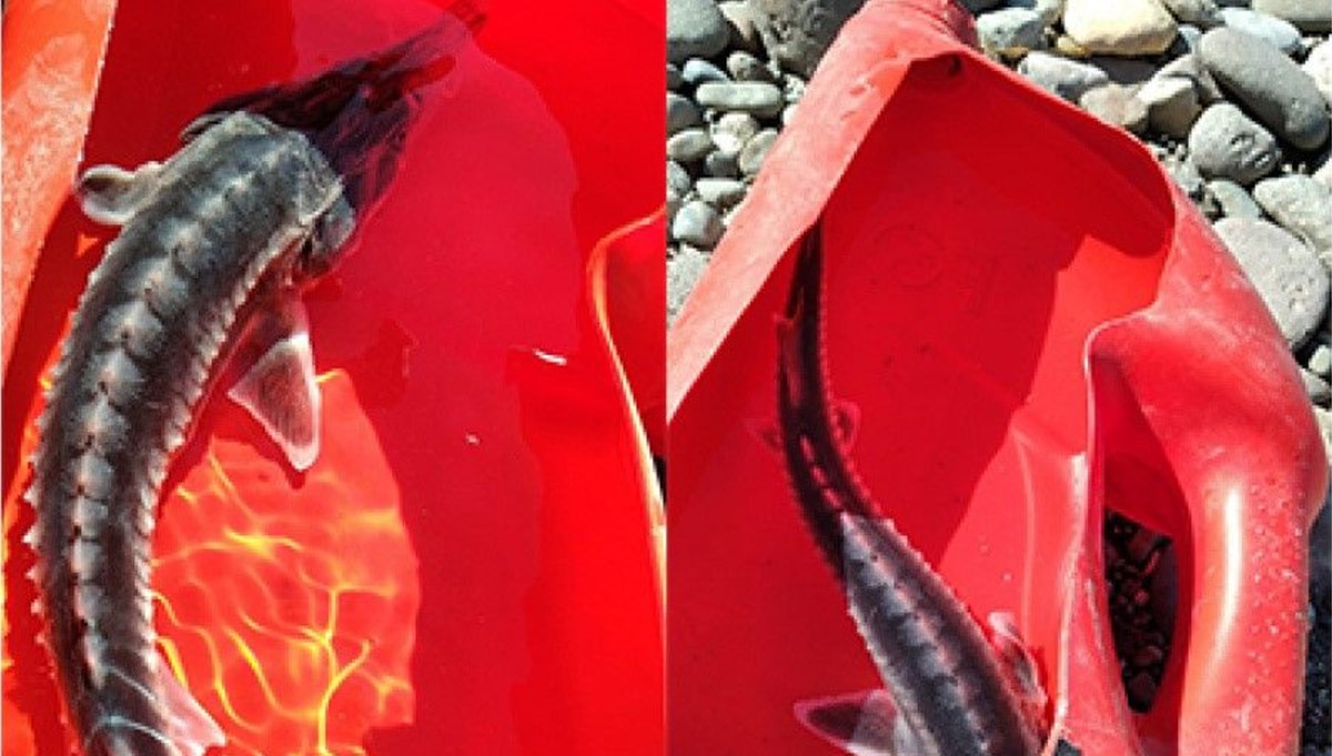 Tunceli'de yakalandı: Kendisi 100, havyarı 2 milyon lira