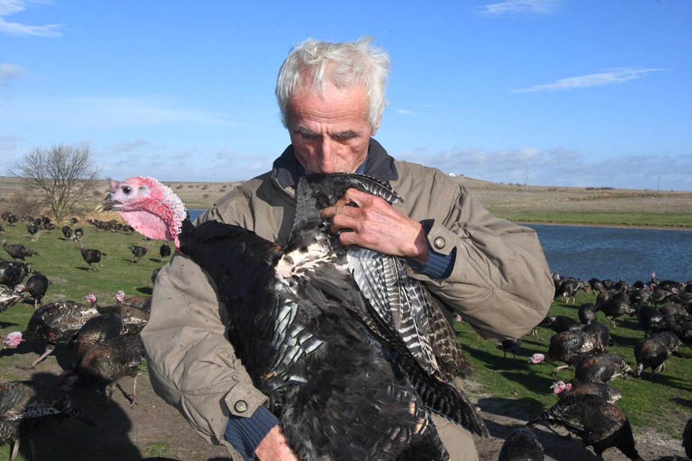 Yılbaşı hindileri satışa çıktı (Fiyatı kaç lira olacak?) - 9