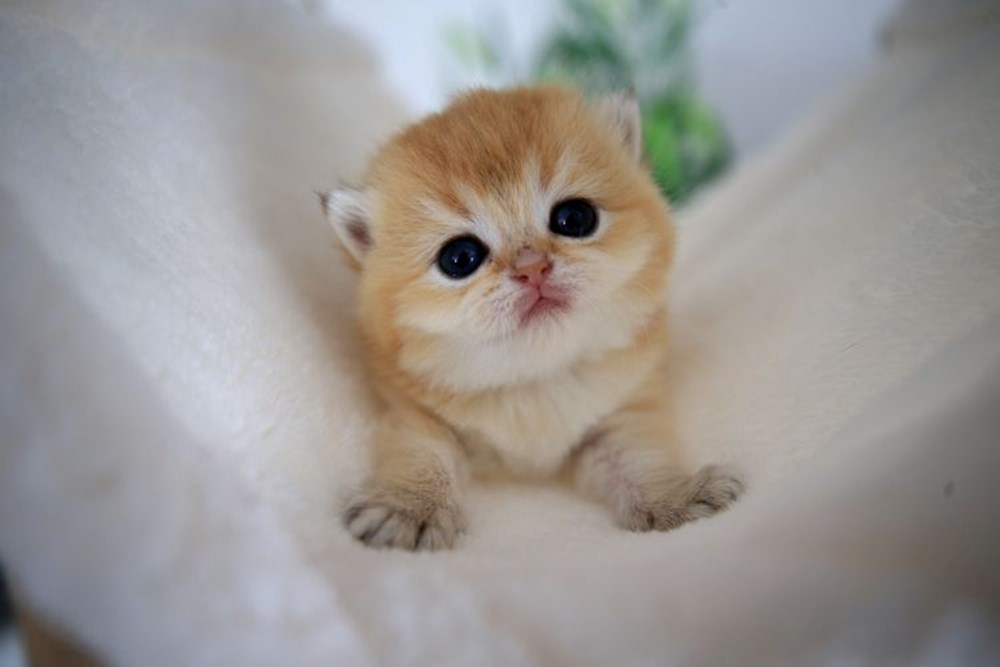 60 yıllık çalışma ortaya çıkardı: Turuncu kedilerin sırrı ne? - 3