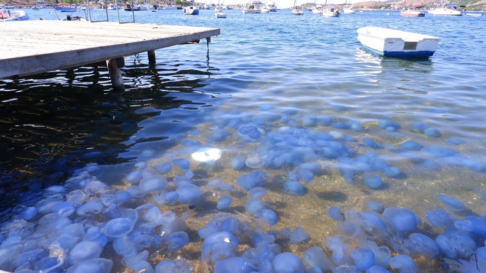 Foça ve Çeşme kıyılarında denizanası paniği - 9