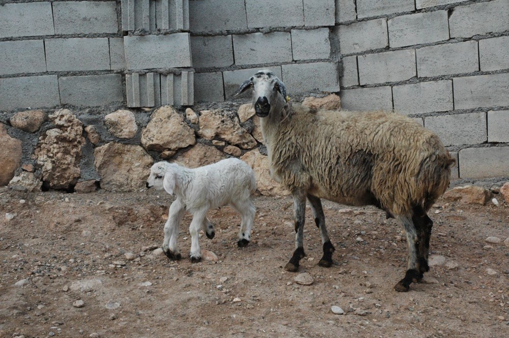Diyarbakır'da 6 ayaklı doğan kuzu görenleri şaşırtıyor - 11