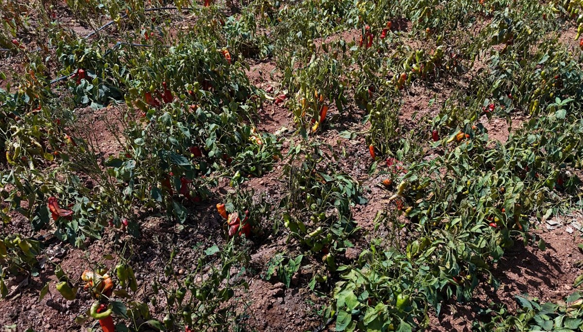 Türkiye'nin en sıcak illerinden biri: Tarladaki biberi yaktı