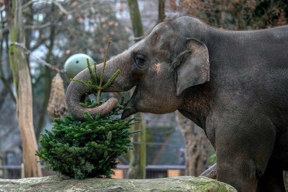 Berlin Hayvanat Bahçesi'nde Noel Etkinliği