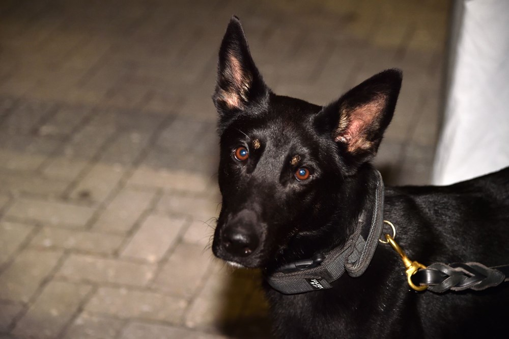 Sporda yeni dönem: Köpekler Covid-19’u kokladı, 2 bin kişimaç izledi - 15