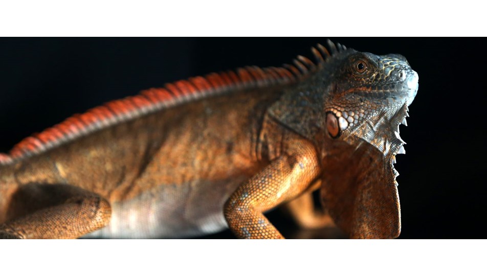 Caminin deposundan iguana çıktı