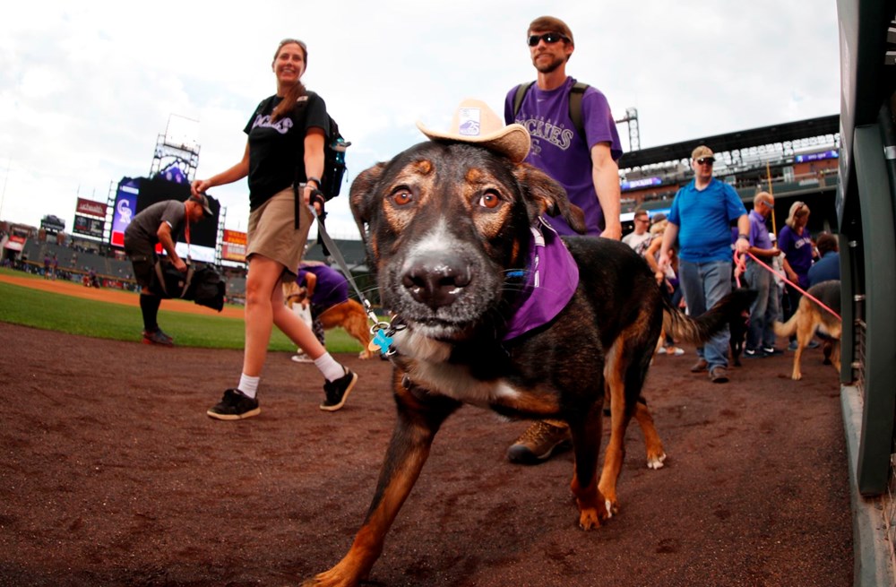 ABD'de en iyi kostümlü köpek yarışması düzenlendi - 2