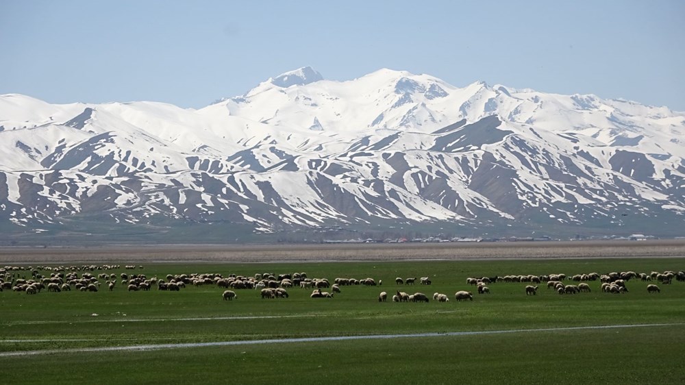 Hakkari'ye İran'dan ithal çoban - 6