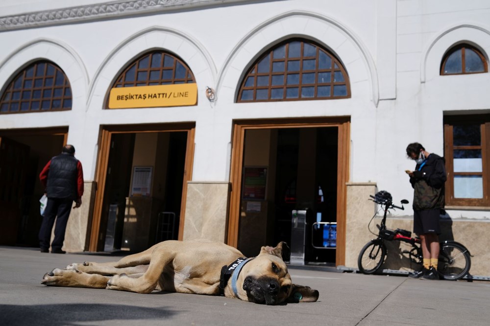 Gezgin köpek Boji dünya basının gündeminde - 2