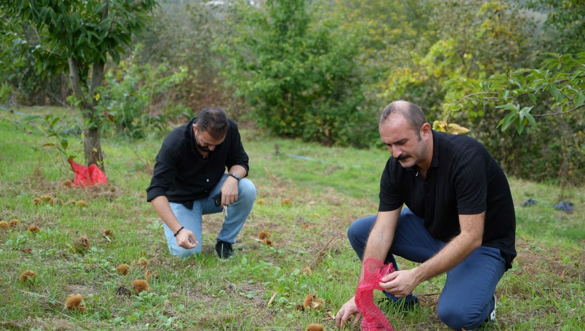Hasat zamanı başladı: Gal arısı ve hastalıklara dayanıklı