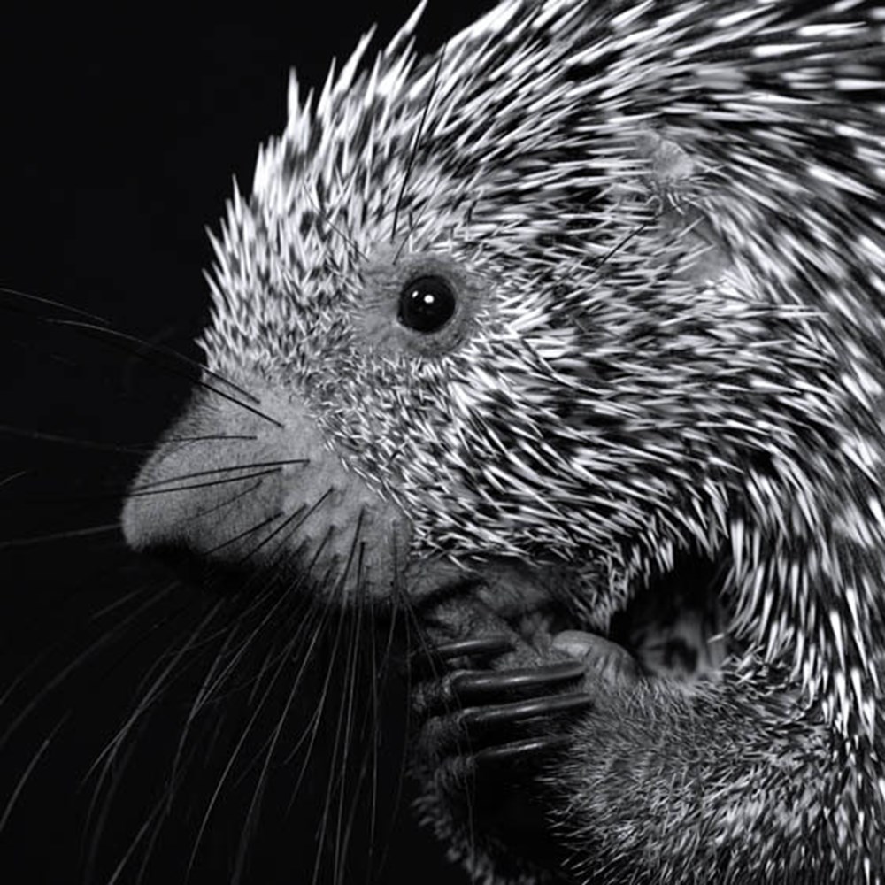 Как называется черно белое животное. Черно белые животные. Чб фото животных. Черно белые фото животных