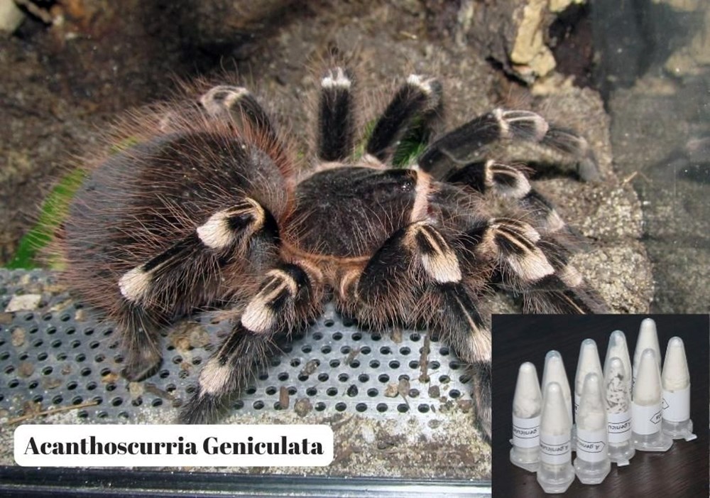 Kargodan tarantula çıktı - 3