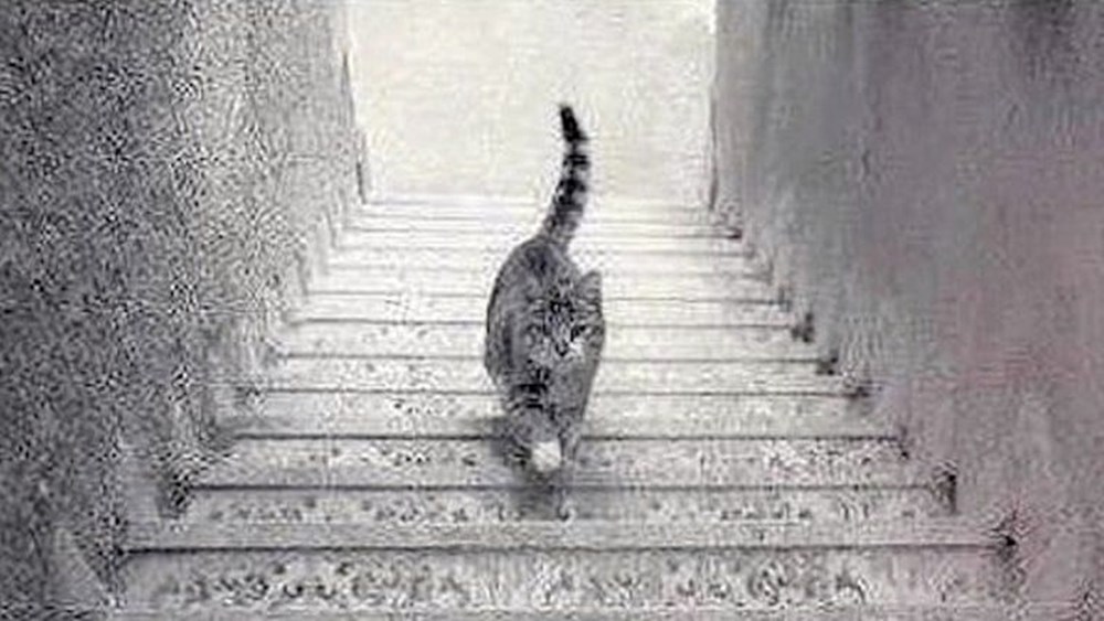 Bu görsel size kim olduğunuzu söylüyor: Resimde ilk önce hangi hayvanı gördünüz? - 88