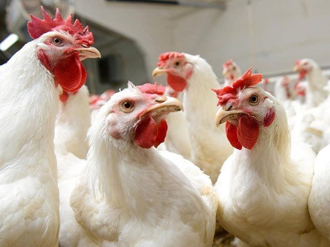 gezen tavuk mu kafes tavugu mu tavuk tartismasina unlu cerrah da katildi saglik haberleri ntv