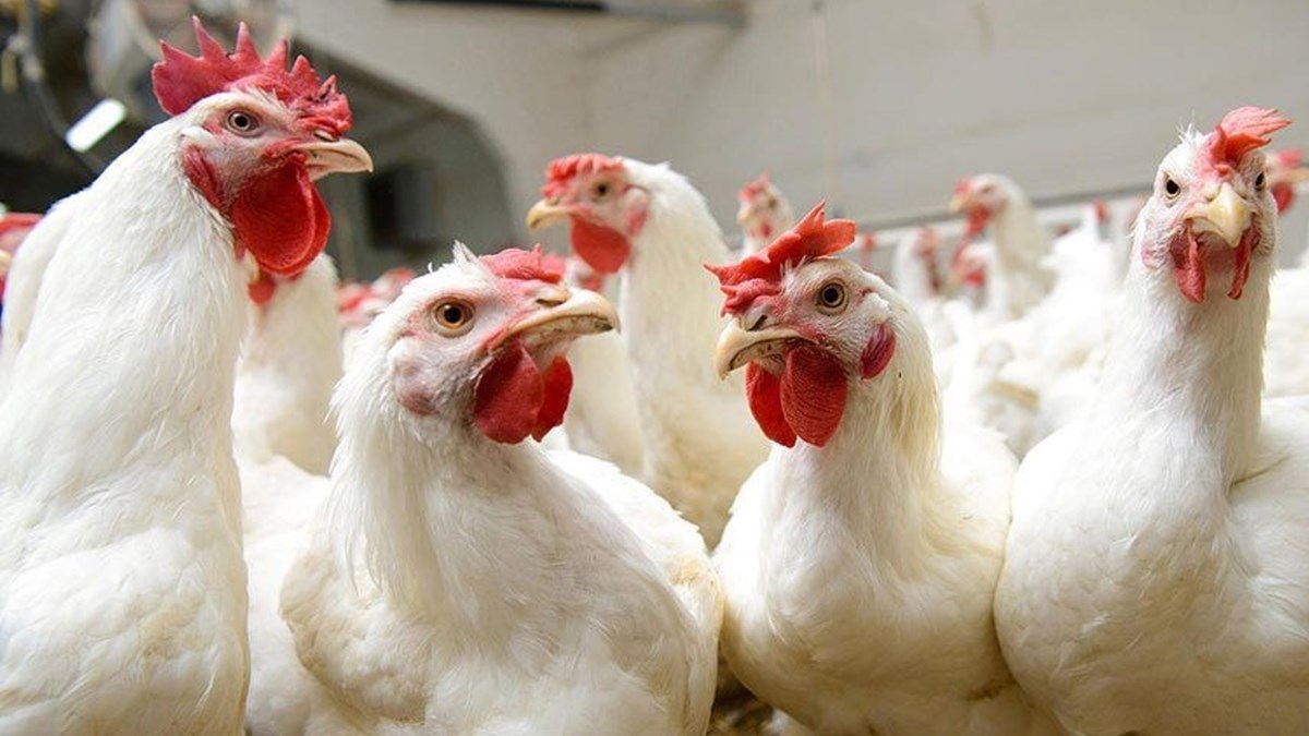 Gezen Tavuk Mu Kafes Tavugu Mu Tavuk Tartismasina Unlu Cerrah Da Katildi Saglik Haberleri Ntv Gezen Tavuk Mu Kafes Tavugu Mu Tavuk Tartismasina Unlu Cerrah Da Katildi Saglik Haberleri Ntv