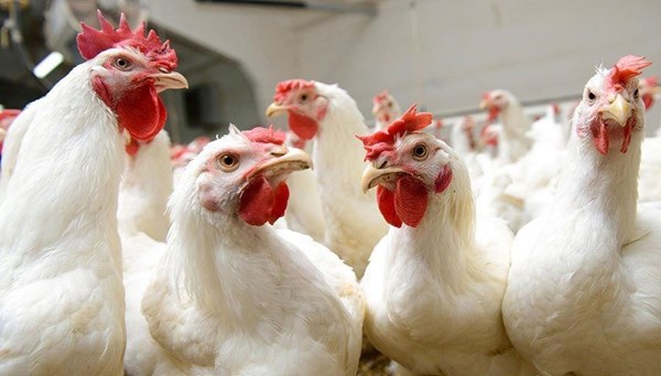 Gezen tavuk mu kafes tavuğu mu? (Tavuk tartışmasına ünlü cerrah da katıldı)