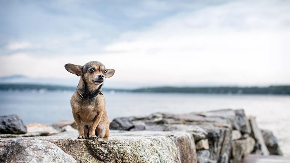 Dünyanın en fotojenik köpekleri NTV