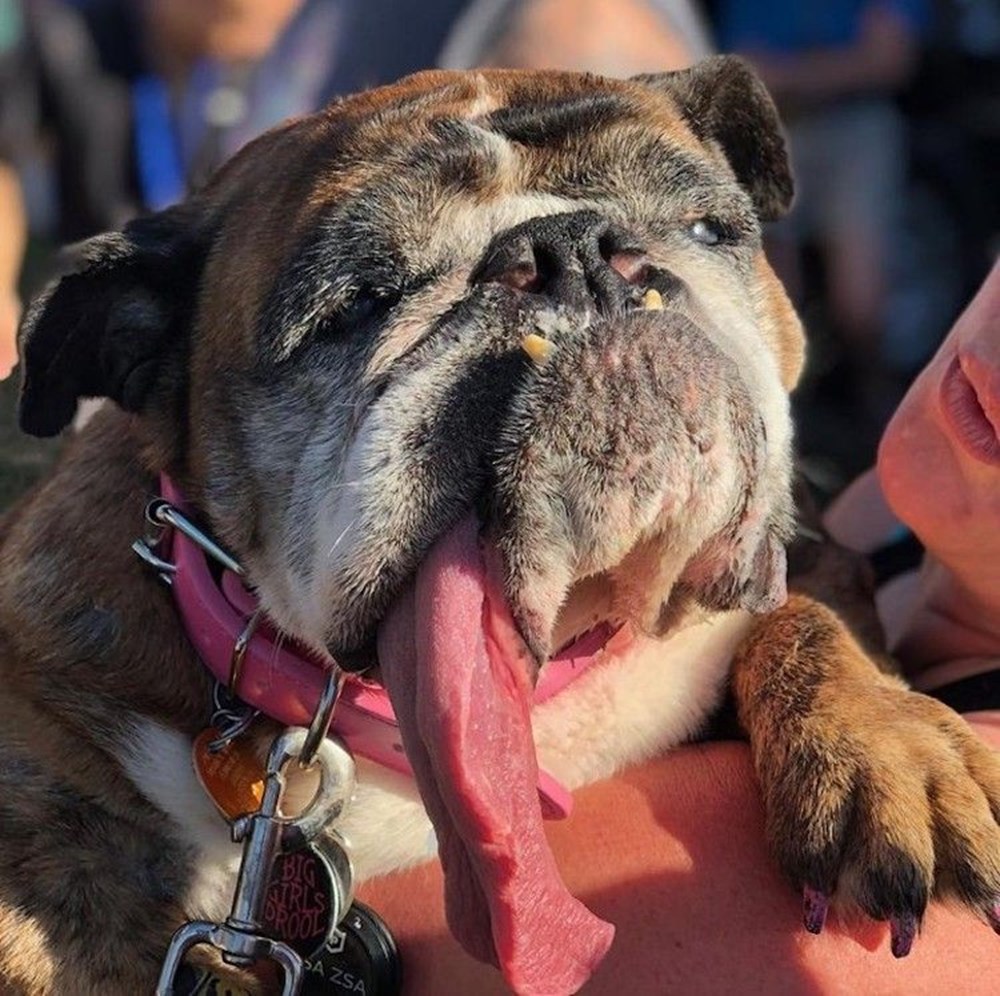 Dünyanın en çirkin köpeği Zsa Zsa öldü Magazin Haberleri NTV