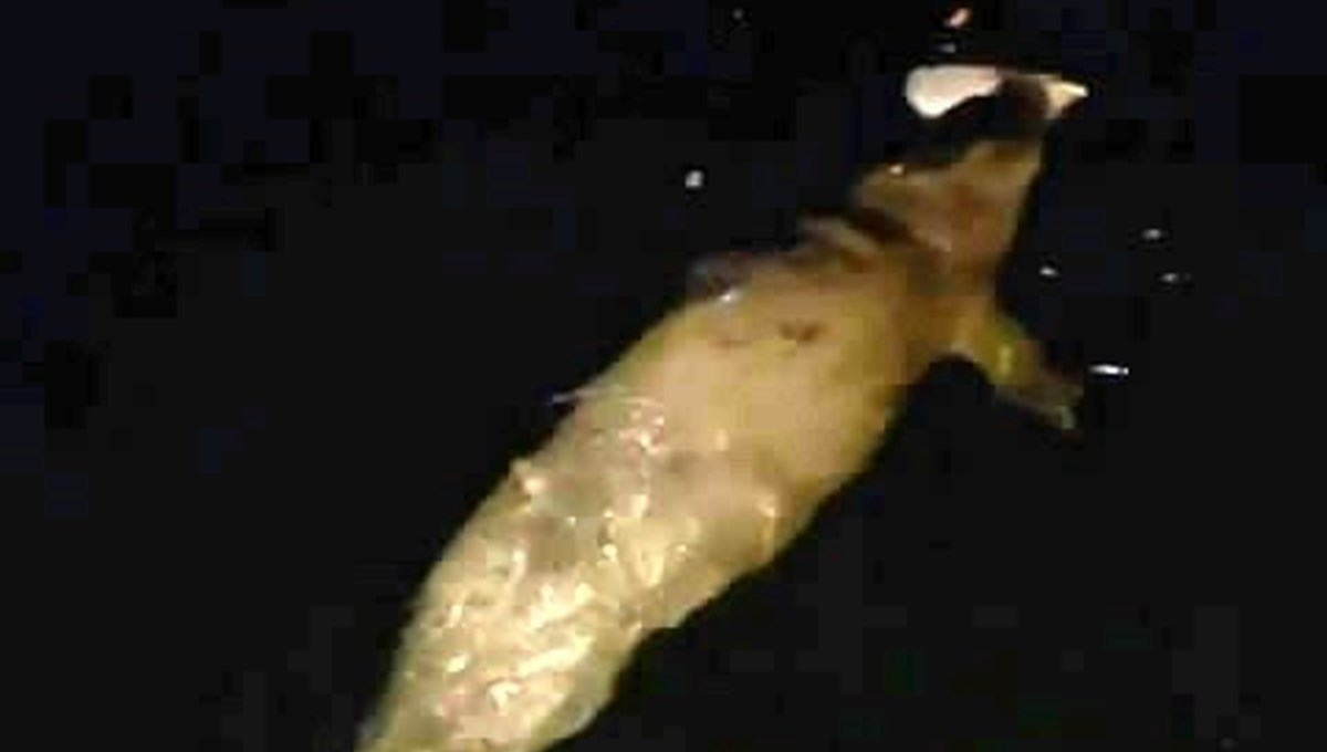 Mudanya'da denizde fok balığı görüldü Mudanya'da denizde fok balığı görüldü