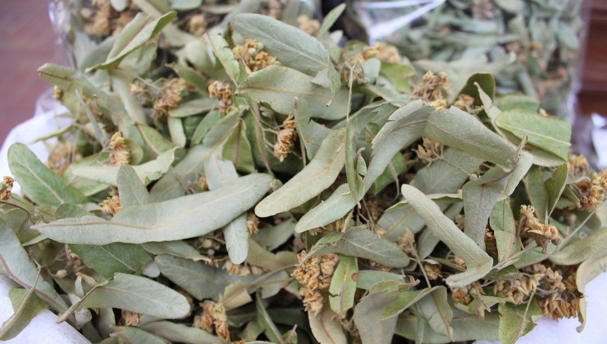 Gribe kalkan ıhlamurun kilosu 400 lira