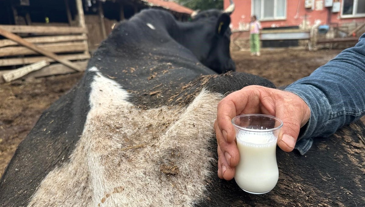 35 litre süt veren sığırdan bir çay bardağı süt aldı