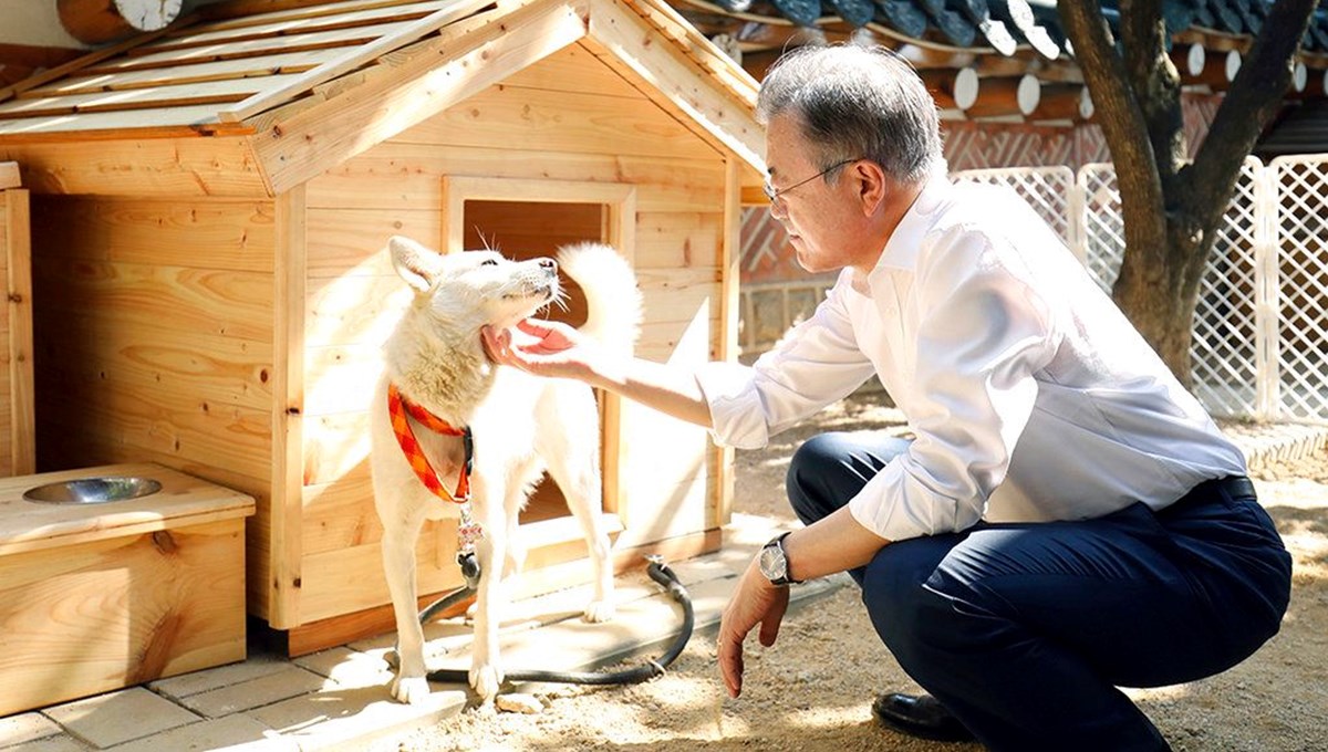 Güney Kore'de köpek krizi