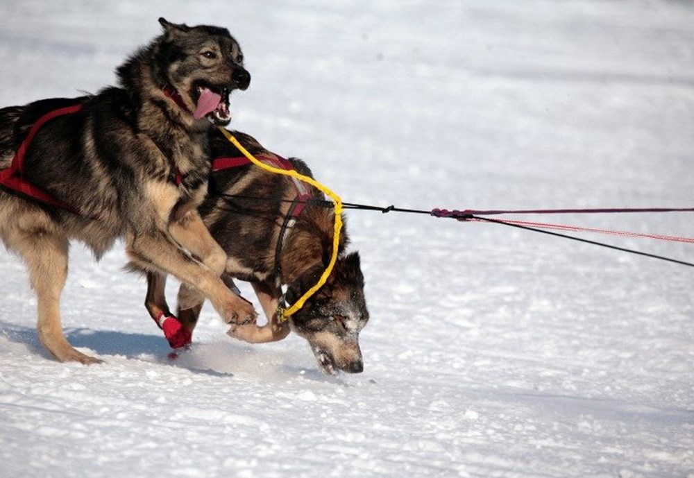alaska köpeği