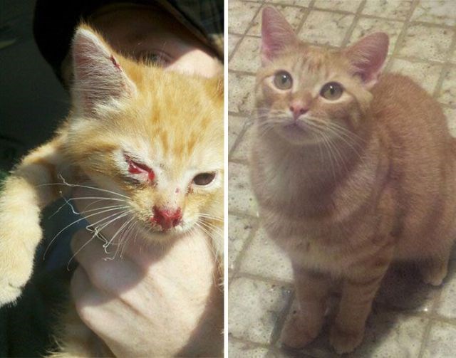 Фото Кота В Реальной Жизни