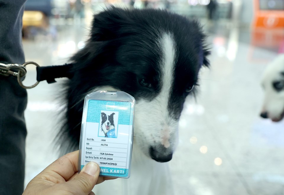 Türkiye'de ilk | İstanbul Havalimanı'nda "terapi köpekleri" görev başında - 1